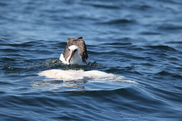 Laysan albatross (Phoebastria immutabilis) is a large seabird that ranges across the North Pacific. This photo was taken in Hokkaido, Japan.