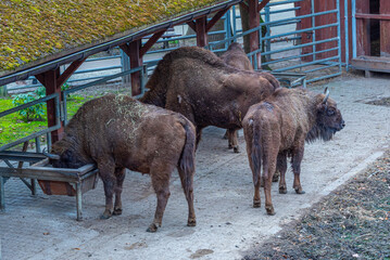 Bisons at Bison sanctuary in Polish town Pszczyna, Poland © dudlajzov