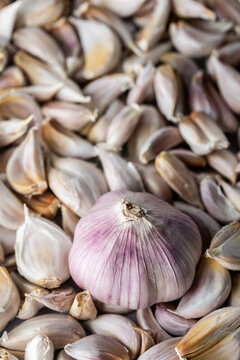 Bulb of garlic sitting in cloves of garlic 