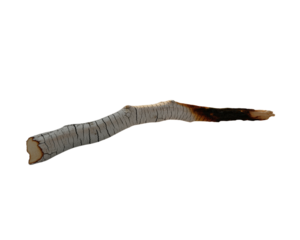 Isolated closeup of old rusty pliers and a wooden stick on a white background