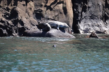 The harbor seal (Phoca vitulina), also known as the common seal, is a true seal found along temperate and Arctic marine coastlines of the Northern Hemisphere. This photo was taken in Hokkaido, Japan.