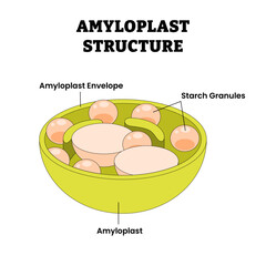 Amyloplast Structure anatomy diagram with cross-section view, type of plastid in plant cells, labeled amyloplast envelope, starch granules, store and synthesize starch from glucose.