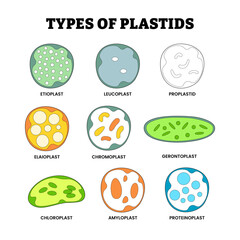 Different types of plastid types set collection, organelle plant cells labeled etioplast, leucoplast, proplastid, elaioplast, chromoplast, gerontoplast, chloroplast, amyloplast, proteinoplast.