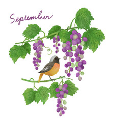 9月の花と小鳥ーぶどうとジョウビタキ