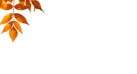 Golden autumn leaves cascade against a pure black backdrop whispering tales of seasonal change in