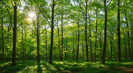 Sunlit Woodland Canopy: A Serene Forest Landscape with Lush Green Foliage Illuminating the