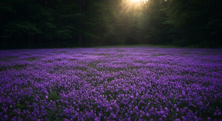 Naklejka premium 神秘的な紫の花畑 夕日輝く幻想的風景 静寂漂う. AI Generated
