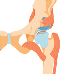 Fototapeta premium Medical Illustration of Hip Joint Anatomy
