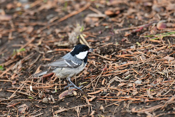 Obraz premium 木の実をくわえる地面のヒガラ