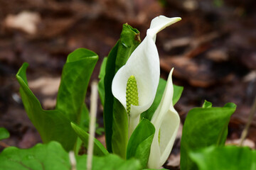 春の森ミズバショウ