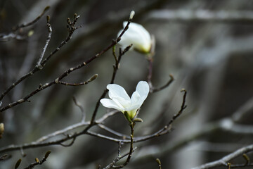 春の森のコブシ