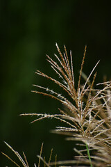 真夏のすすきの穂