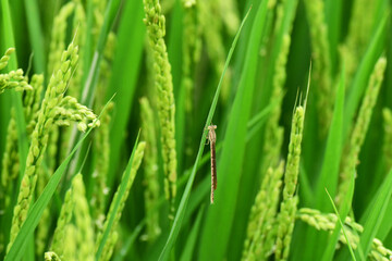 稲に止まるオツネントンボ