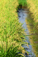 収穫を待つ真夏の田んぼ