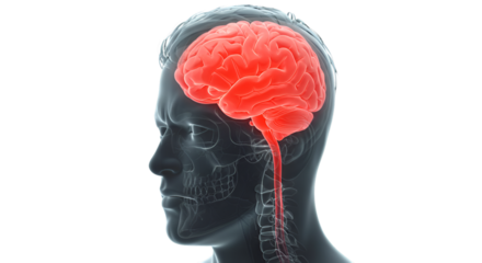 A vibrant red brain inside a transparent human head highlighting intelligence and awareness on dark