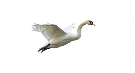 Obraz premium 白鳥優雅に滑空 白い背景 鮮やか羽ばたき. AI Generated
