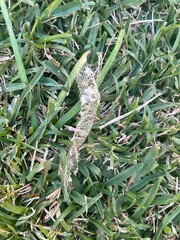 snake in the grass This is a detailed shot of a spiderweb, or a cocoon, attached to a blade of grass. The web is white and fibrous, standing out against the green and brown grass blades.