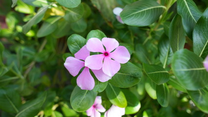 Pink Madagascar periwinkle (Catharanthus roseus) flowers. This vibrant tropical blossom symbolizes beauty, freshness, and tranquility.