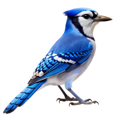 Vibrant blue jay bird with detailed feathers standing proudly isolated on transparent background