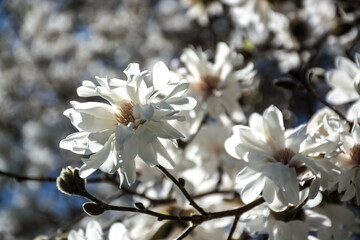 Beautiful magnolia flowers on sunny morning light. Selective focus