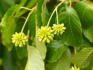 果実を付けたカレンボクの木