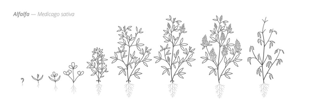 Medicago alfalfa plant growth stages from seed to harvest. Botanical monochrome black and white hand drawn vector Illustration