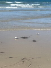 Birds on the beach