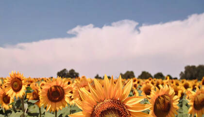 Obraz premium Vibrant Field of Sunflowers Under a Clear Blue Sky with Fluffy White Clouds in Background