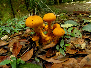 Autumn mushrooms in the forest. brazil