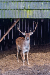 Deers at Bison sanctuary in Polish town Pszczyna, Poland © dudlajzov
