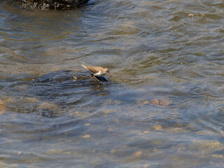 河川で餌を探すイソシギ