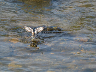 河川で餌を探すイソシギ