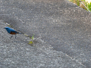 堤防を移動するイソヒヨドリのオス