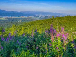Colourful flowers at High Tatras national park in Slovakia