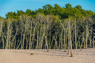 Sand dune in Slowinski national park in Poland