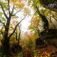 Fototapeta premium Autumn forest canopy view