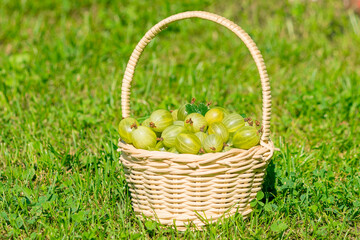 In a wicker basket there are freshly picked berries of delicious and healthy gooseberries.