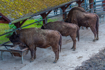 Bisons at Bison sanctuary in Polish town Pszczyna, Poland © dudlajzov