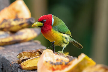 Red-headed Barbet Eubucco bourcierii perched and feeding on fruit in Costa Rica, bird wildlife photography