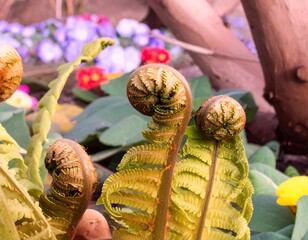 Close-up of fern fiddleheads emerging