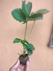 strawberry tree