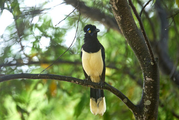 Plush-crested jay, cyanocorax chrysops, Argentinean bird perched on a tree branch in El Palmar...