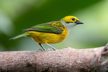 Silver-throated Tanager Tangara icterocephala in Costa Rica, bird wildlife photography