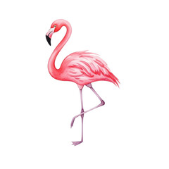 Obraz premium pink flamingo on white background