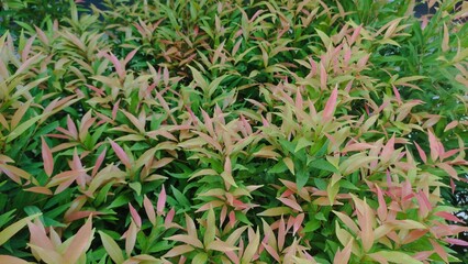 Fresh red shoots (Syzygium oleana) with vibrant green and orange leaves. Perfect nature background for design, web, posters, or environmental projects. Ideal for buyers in gardening, landscaping, eco-