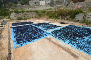 庭先で天日干ししているふのり