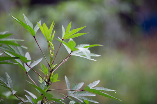 Green leaves with rain drops on blurred background. Shallow depth of field.