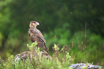 A juvenile crested caracara, Caracara plancus, perched on a rock on a rainy morning in El Palmar National Park, Entre Rios, Argentina. It is a very common bird of prey throughout the Americas.