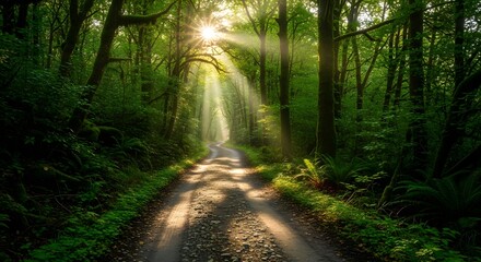 Sunbeams Illuminate Forest Path A Serene Nature Escape