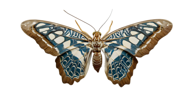 Vivid butterfly demonstrates natural beauty isolated on white